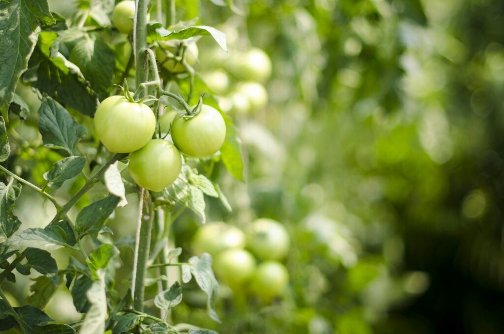 tomatos