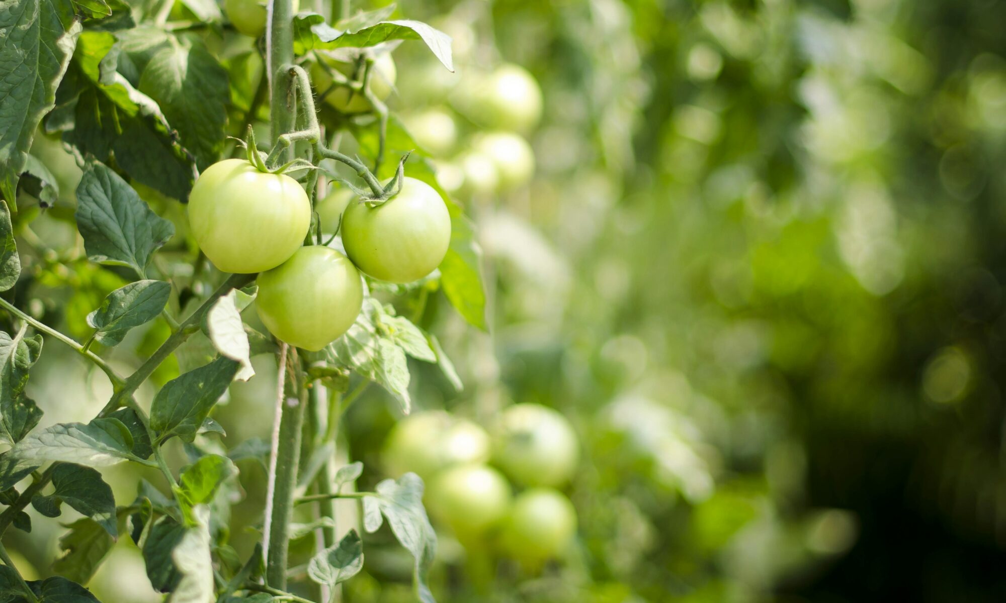 tomatos